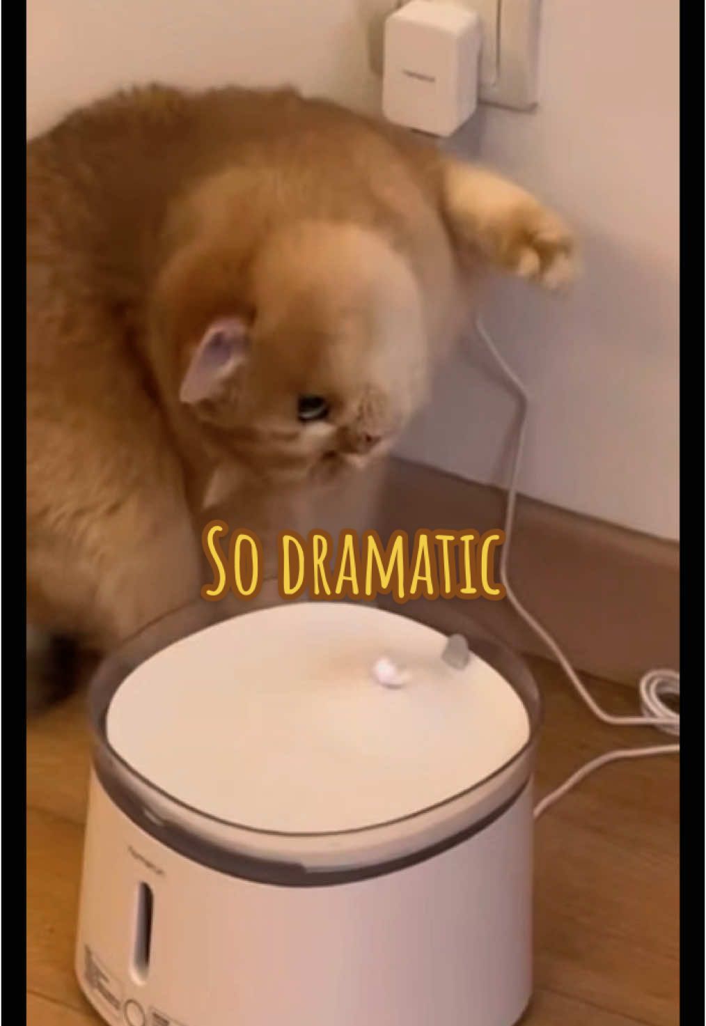 Oh the drama! #funnycat #funnyanimals #funnyvideos😂 #catlife 