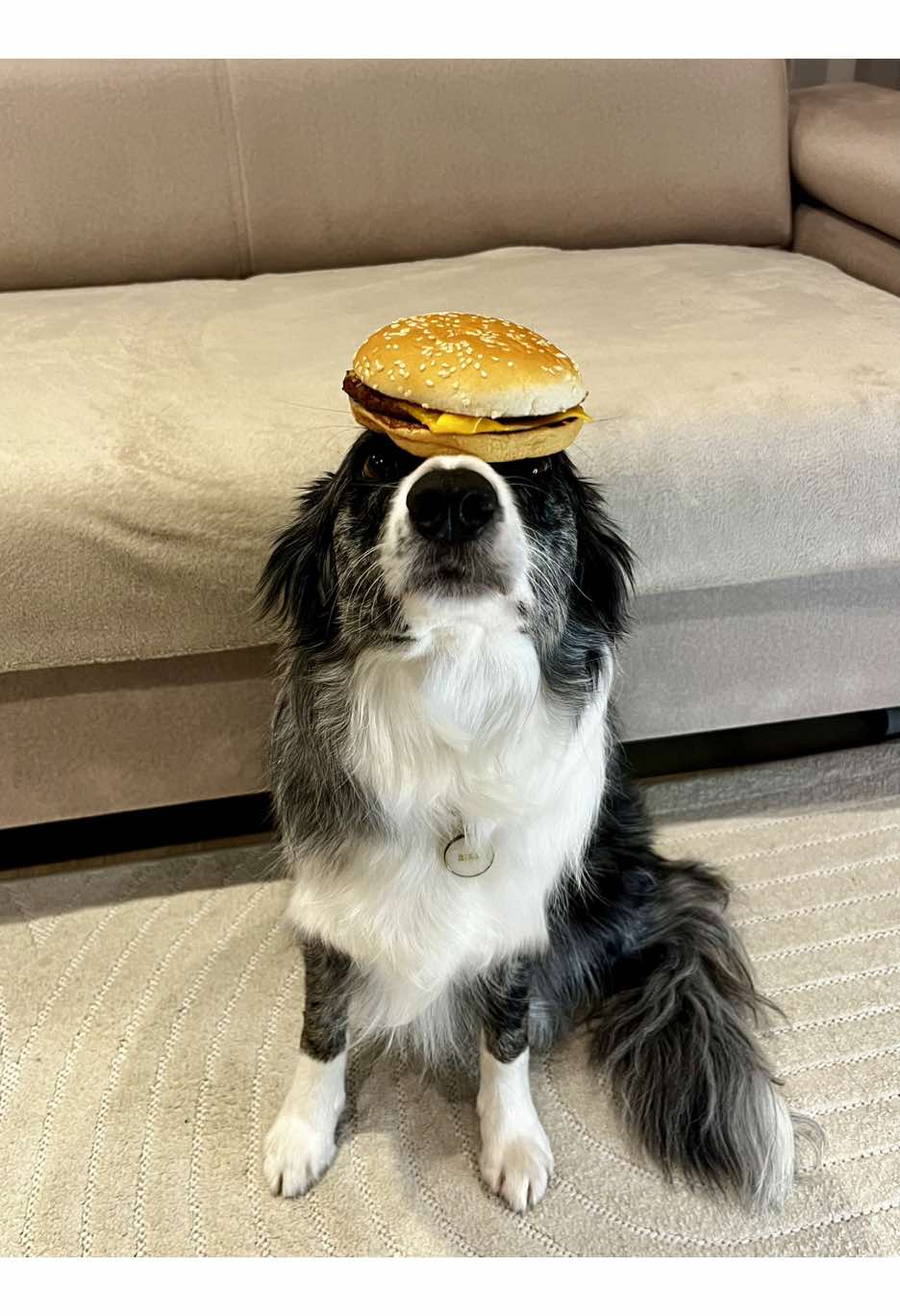 Lubicie hamburgery?🍔#dogsoftiktok #rec #foru #dlaciebie #viral #bułaogorkeczupser 