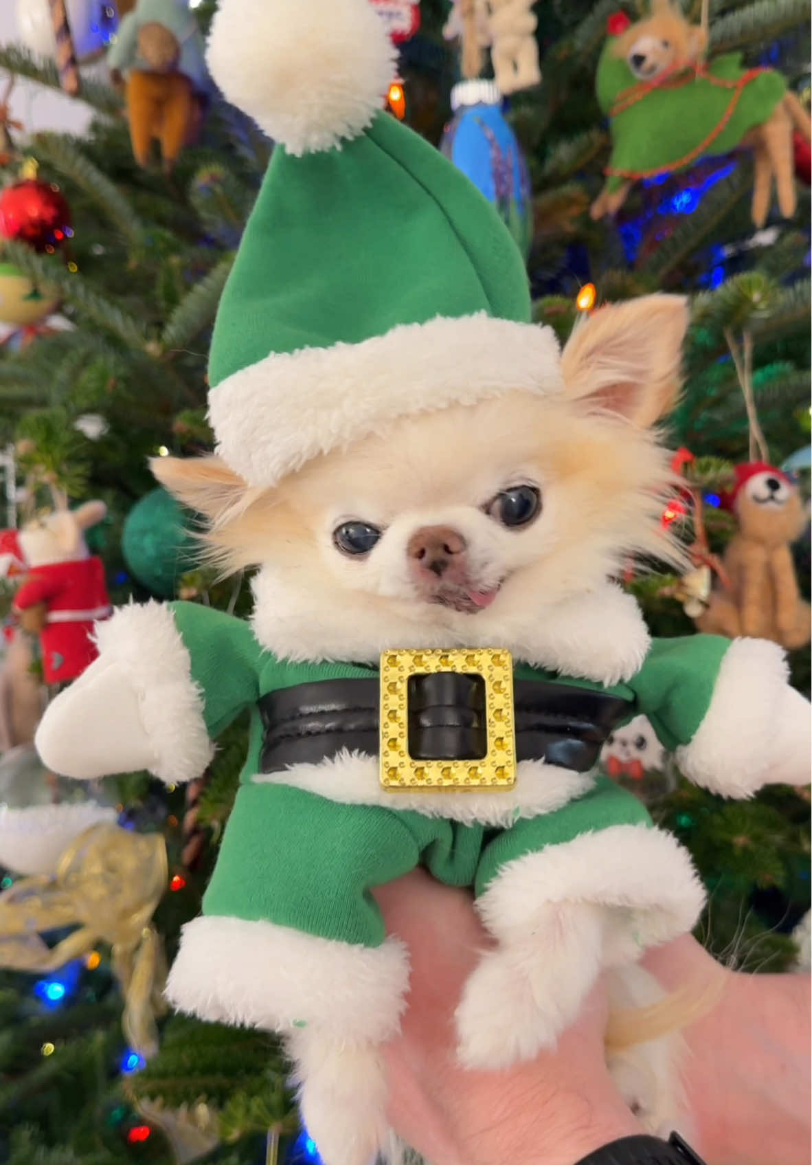 When you finally get into Christmas spirit 🤩🎄😉 I’m Cedric the tiny elf chihuahua and I’m ready for the holiday festivities 🎉 I’ve got my elf hat on, my Christmas tree up and pawty mood has finally set in 🎉 This time of the year can get very busy and stressful, but we must not forget to have FUN 🥰 You can let that laundry pile up in the laundry room, the chores can wait a day or two, just don’t let anything get between you and your party mood 😉 This is my advice to everyone who is struggling to find joy and Christmas spirit 🎄 Just put your favourite Christmas party sing on and dance and sing till you get into that soupy again! 😉 That’s what I did after setting up my Christmas tree 🥰 Happy holidays my friends! 🤗🌲🐾🎄🎉🐶😉👏🤩. . . . . #chihuahuacedric #dog #weeklyfluff #chihuahualove #chihuahuaworld #christmasdog #xmasdog #fyp #chihuahuastiktok 