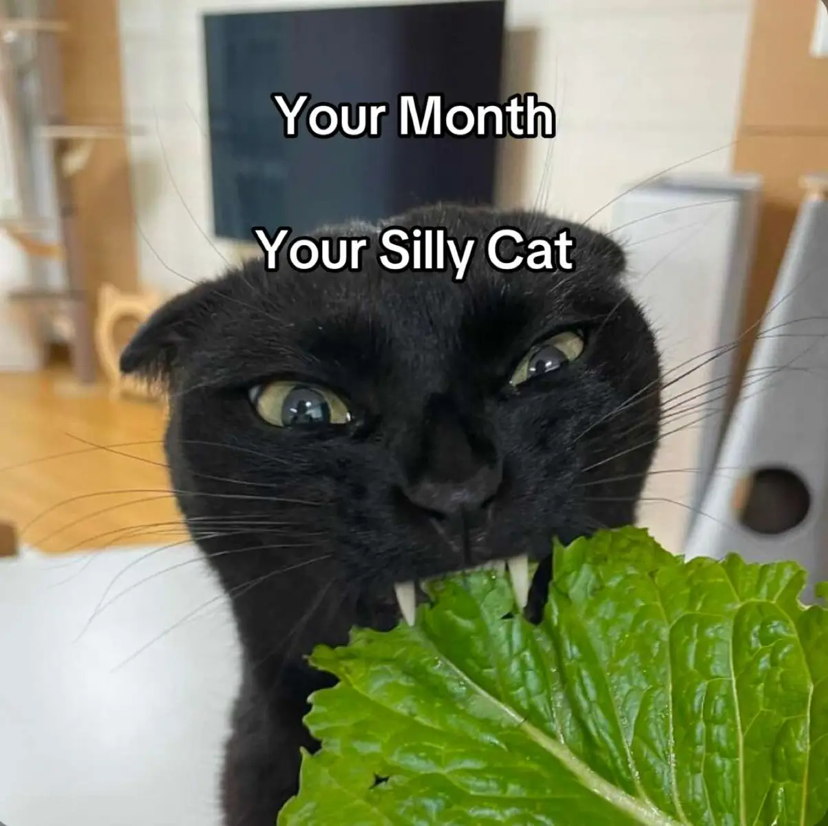 i want to give all of them lettuce i think they would like that very much. #yourmonth #yourmonthyourthing #sillycat #cats #viralvideo #fyppppppp 