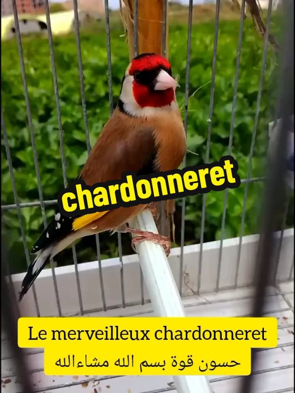 Le merveilleux chardonneret chardon الحسون و المقنين tips tiktok videos #chardonneret #jilguero #france🇫🇷 #Nice #lyon #paris #marseille #fyp #fy #Madrid #barcelona #Viral