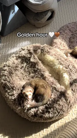 #ferretroom #ferretsoftiktok #goldenhour #ferret #cute #aesthetic #fypシ #trending #foryoupage #ferretmom #cuteanimals #fyp #nipperandkipper #fypシ゚viral #