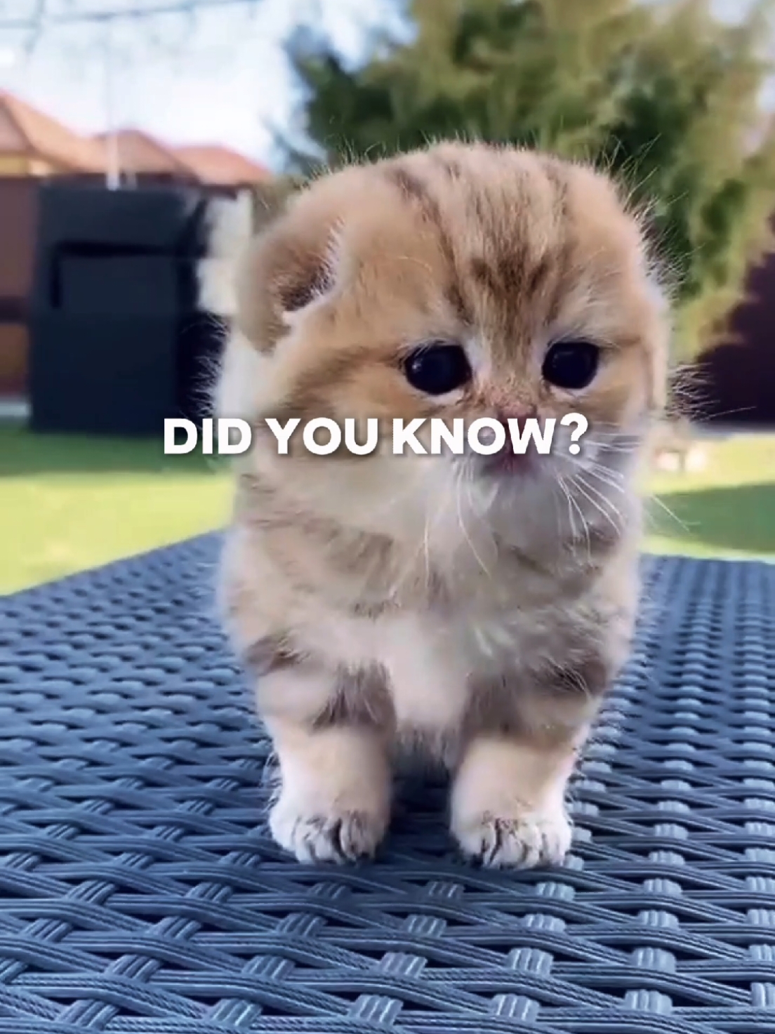 Did you know this fact about cat excavators?  #DidYouKnow #cats #catexcavator #funnymoments 