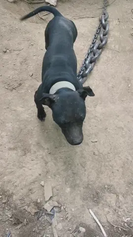 🏋️ A Força da Saúde Canina 🐾 Você sabia que exercícios com peso são essenciais para o desenvolvimento muscular e a saúde dos nossos amigos de quatro patas? 🐕‍🦺 O uso de pesos no pescoço, quando feito corretamente, é uma prática benéfica e segura que fortalece músculos importantes, melhora o equilíbrio e proporciona um condicionamento físico excelente para cães atléticos, como o American Pit Bull Terrier. 💪 💡 Por que usar peso no pescoço? Os pesos ajudam a simular um treino funcional, desenvolvendo resistência e preparando o cão para atividades como caminhadas longas, corridas e até esportes. É como uma academia personalizada para o seu cão! Além disso, o exercício supervisionado com pesos melhora a postura e evita problemas articulares no futuro. 🚫 Não é maus-tratos! Quando feito de forma responsável, com pesos apropriados e monitoramento constante, esse tipo de atividade é um ato de cuidado e carinho. O objetivo é sempre a saúde e o bem-estar do animal, nunca sobrecarregá-lo ou causar desconforto. 🌟 A mensagem é clara: respeite os limites do seu cão, consulte um especialista e veja como ele pode se beneficiar dessa prática segura. Afinal, nossos cães merecem o melhor para se manterem felizes, saudáveis e cheios de energia! #oficialpitbullclub #apbt #apbtlove #apbtlife #realapbt #adba #ukc #pit #pitbull #pitbullsofinstagram #pitbullsarelove #pitbulladvocate #pitbullsofig #rjawsdogs #brasil #usa #dog #dogstagram #dogs_of_instagram #pet #petsofinstagram #instagram #instapic #gamedog #instadog #doglove #instagramdog #workingdog #history @CanilRJAWS @Léo Pit Bull 