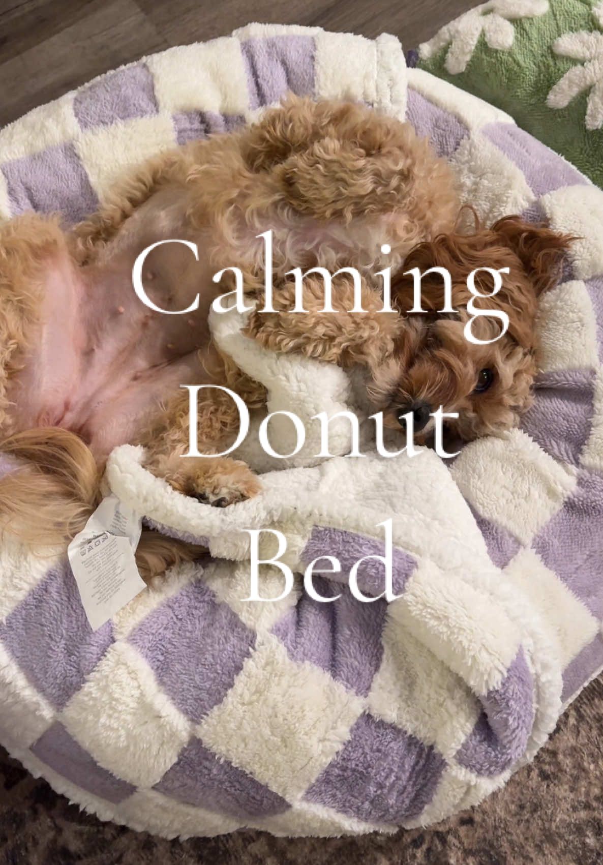 Give your dogs the best gift of all! This viral calming donut bed has been a game changer for keeping my dogs off the couch! #dogs #dogsoftiktok #calmingdonutbed #donutbed #dogbed #viralproducts #lesurepet #christmasgift #holidayhaul #tiktokshopholidayhaul #giftideas 