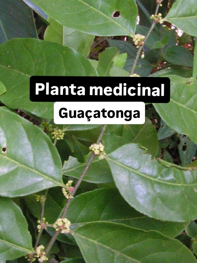 Guaçatonga: O Poder Curativo da Natureza 🌿 Cura Natural com a Força da Amazônia A Guaçatonga (Tapirira guianensis) é uma árvore medicinal usada há séculos pelas comunidades tradicionais. Suas folhas e casca oferecem benefícios incríveis para o seu bem-estar: Anti-inflamatória e Analgésica: Alivia dores e inflamações. Cicatrizante: Acelera a recuperação de feridas. Digestiva: Auxilia no tratamento de cólicas e diarreia. Antisséptica: Combate infecções de forma natural. 🌍 Guaçatonga: Saúde, Tradição e Bem-estar! Enviamos para todo o Brasil 🇧🇷  Para adquirir acesse nosso site www.dancruzplantas.com ou fale com os nossos atendentes pelo WhatsApp (47) 99285-6591 #dancruzplantas #garden #pomar #amo #guaçatonga 