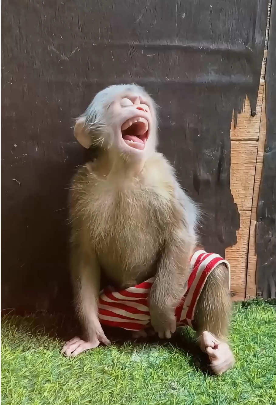 The baby mokey is feeling itchy #monkey #monkeys #monkeysoftiktok #monkeybaby #monkeyface #babymonkey #cute #cutemonkey #cuteanimals #poor #viralvideo #rescue #fyp #stuck #pet #usa🇺🇸 #animals 