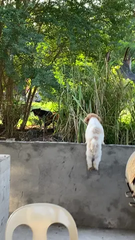 HAHAHAHAHA mura manig di iro oy #dogsoftiktok 