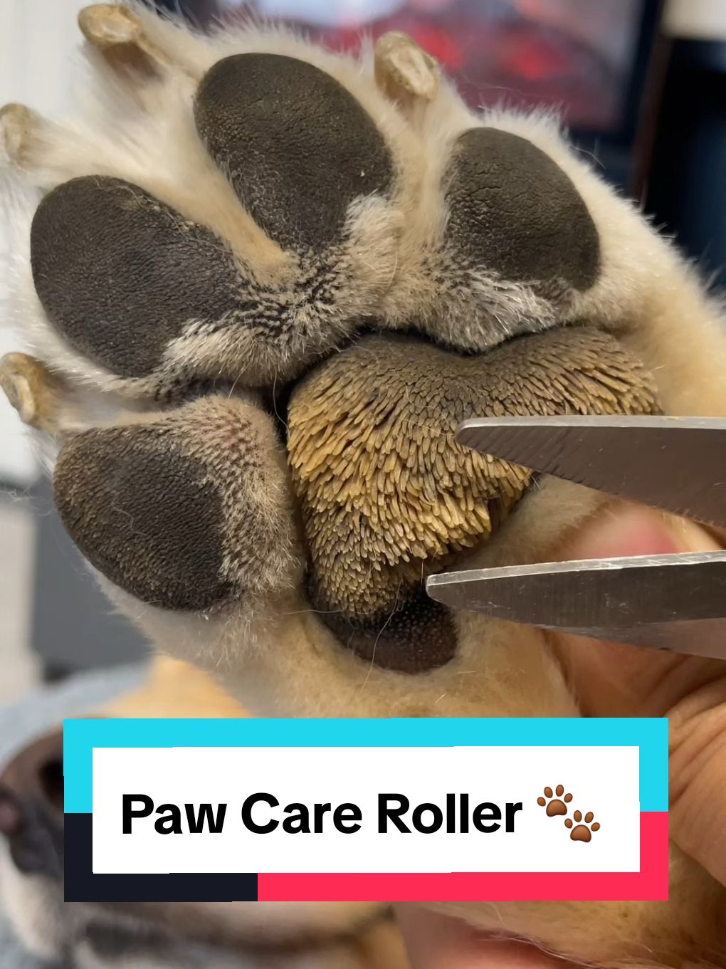 Paw Care Roller 🐾  #pawcare #dogproducts #dogsoftiktoks #dogs 