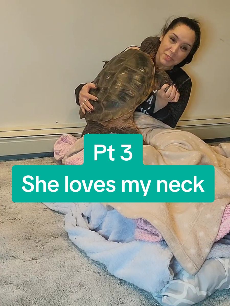 Pt 3 of Spikey trying to go into my hair to go to sleep. I can't let her anymore because of her claws. We slept together every day for 8 months, then her claws were too much. #LIVEhighlights #TikTokLIVE #LIVE #spikey #commonsnappingturtle #chelydraserpentina #reptile #turtle #fyp 