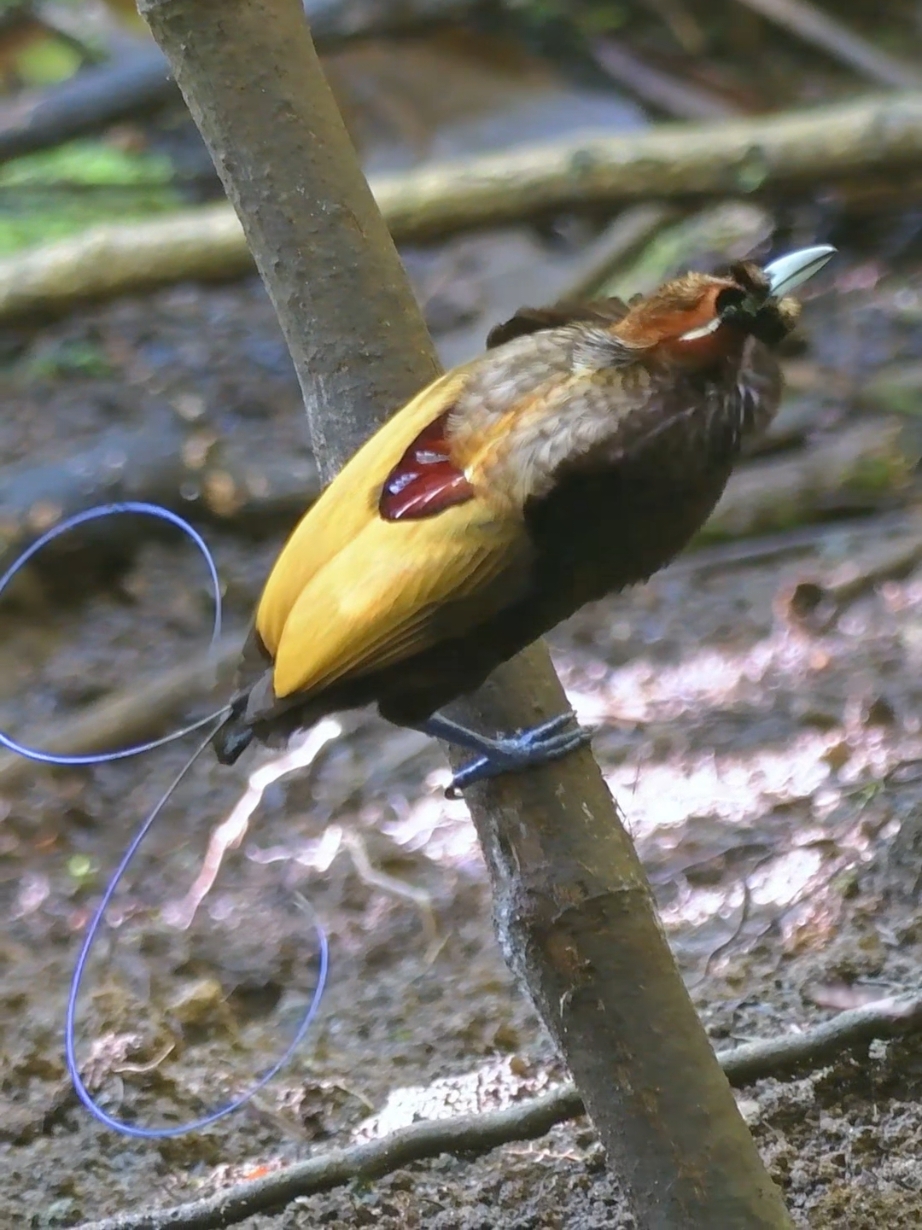 Look at my magnificent golden cape and unique tail feathers—my dear, how can you not be captivated? The Magnificent Bird-of-Paradise (Diphyllodes magnificus), native to the rainforests of New Guinea, is renowned for its spectacular courtship display. During the mating season, the male meticulously cleans a display area before presenting his dazzling plumage, featuring vibrant golden and orange feathers. His unique bifurcated tail feathers, shimmering with metallic hues, sway rhythmically as part of a mesmerizing dance. This performance, filled with spins, leaps, and feather displays, epitomizes the wonders of sexual selection in the natural world. #magnificentbirdofparadise #courtship #beautifulbird #birdofparadise #birds 