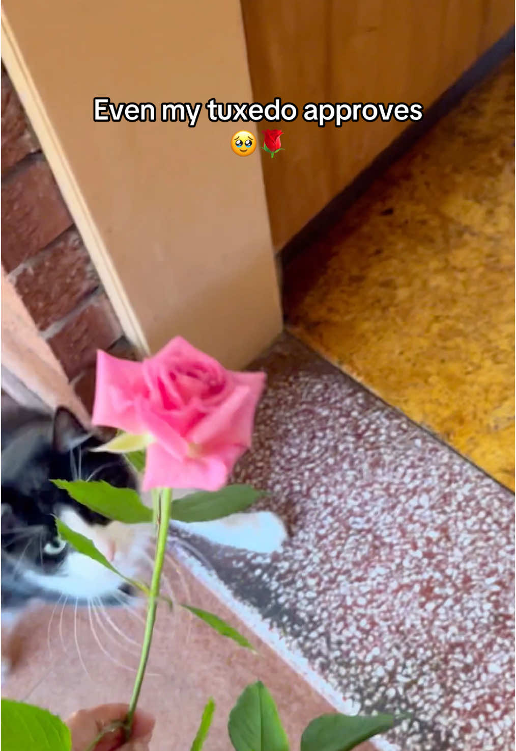 He even answered twice 🐈‍⬛.#tuxedocat #catsoftiktok #cats #smartcat #fyp #animallover #catlover #foryou #foryoupage #kitty #cute 