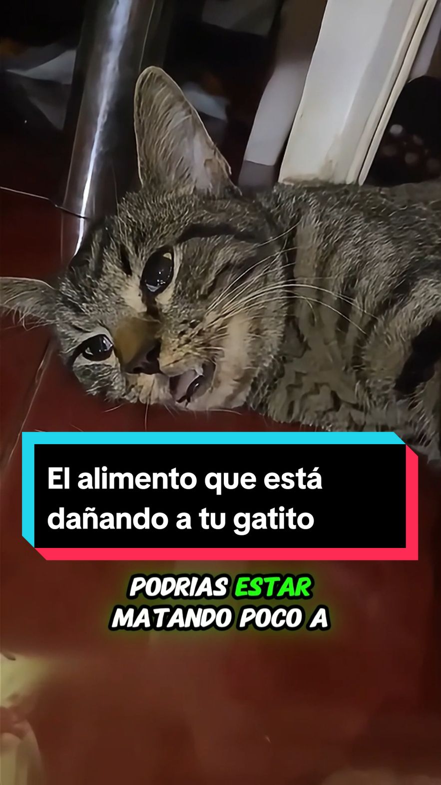 🐾 La alimentación es clave para la salud de tu gatito. No esperes a verlo sufrir por una mala dieta. Cambia su alimentación ahora y cuídalo como se merece. 📖 Adquiere el recetario 