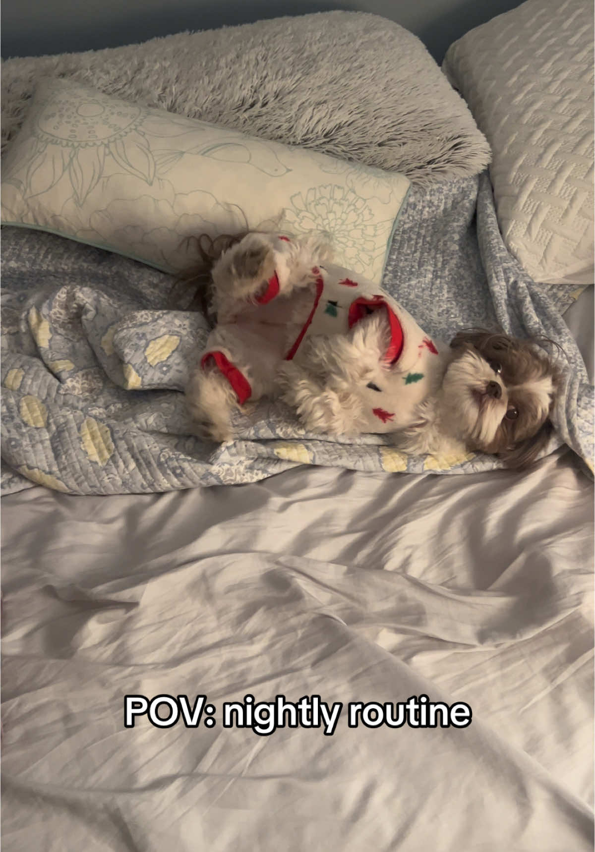 I need to make sure im comfy #shihtzu #shihtzusoftiktok #smalldog #dogsofttiktok 