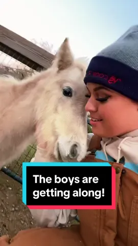 The boys seem to be getting along🐴❤️ #minihorses #minigelding #minifoal #minifarm 