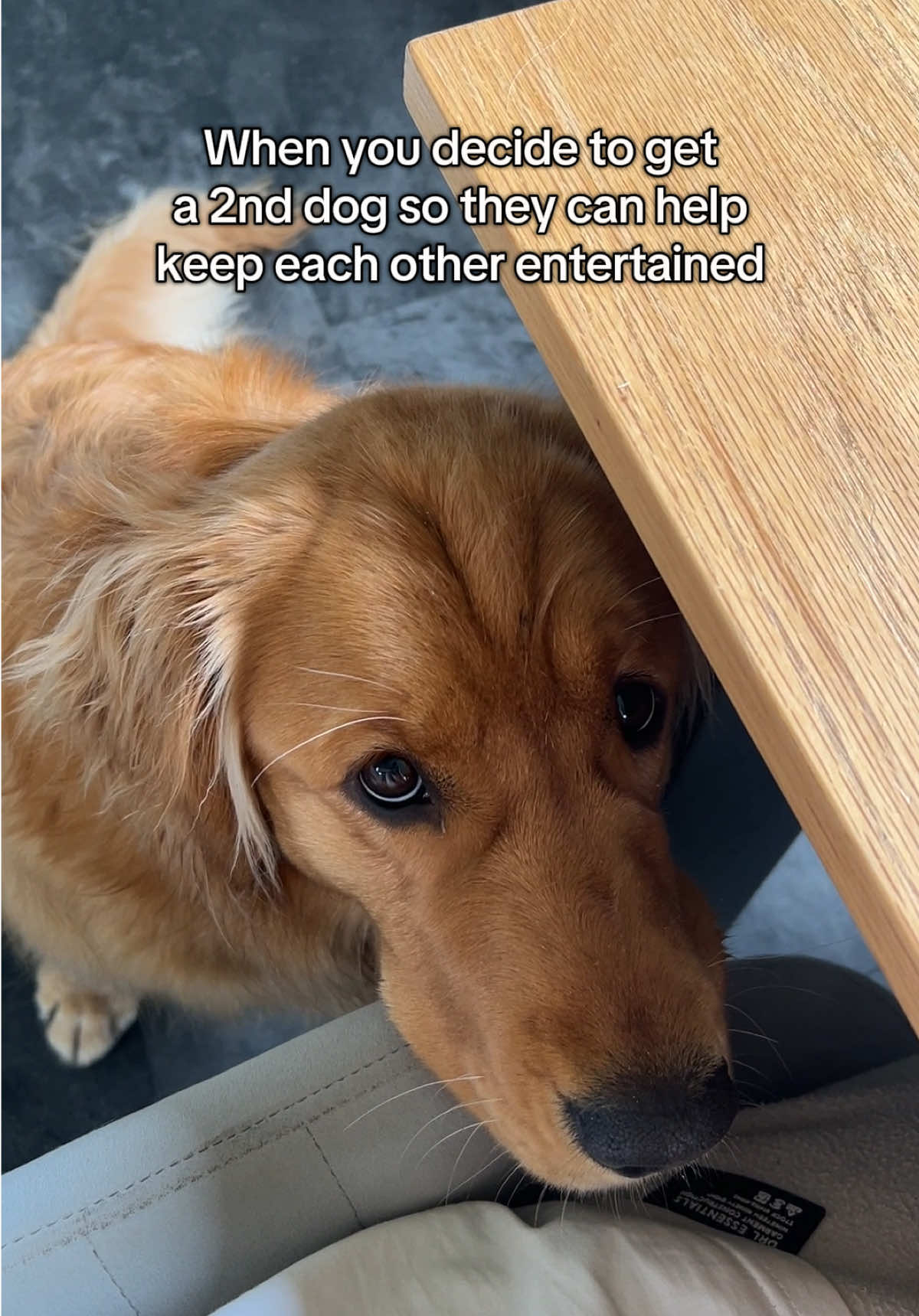 When you think you’re getting more free time, but you just end up getting judged twice as much 🙃 #goldenretriever #dogsoftiktok #dogtok #funnyanimals #funnyvideos 