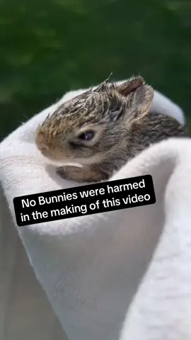 Making new friends is hard 🐶🐰 #dog #dogsoftiktok #dropit #bunny #noharm #collab #cute 🎥: @joliva8705