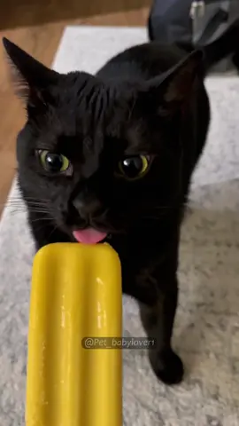 So cute 😍 #cat #cats #catsoftiktok #catlover #cute #funny #funnyvideos #funnycat #funnyvideos #funnyanimals #animals #tiktok #kitty 
