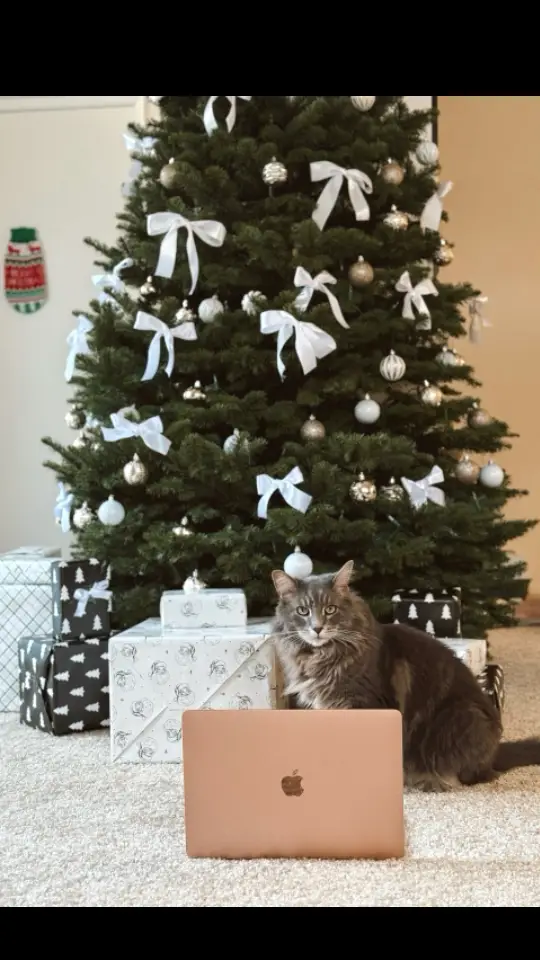 Mom says I’ve got to start pulling my weight or it’s the streets for me. So here I am, working overtime to fund my Temptation’s addiction and her travels. 🙀 #catsoftiktok #workingcat #cat #ugccreator #catlife #catlifestyle 