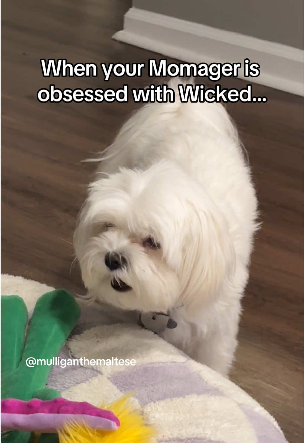 Anyone else?!  #wicked 