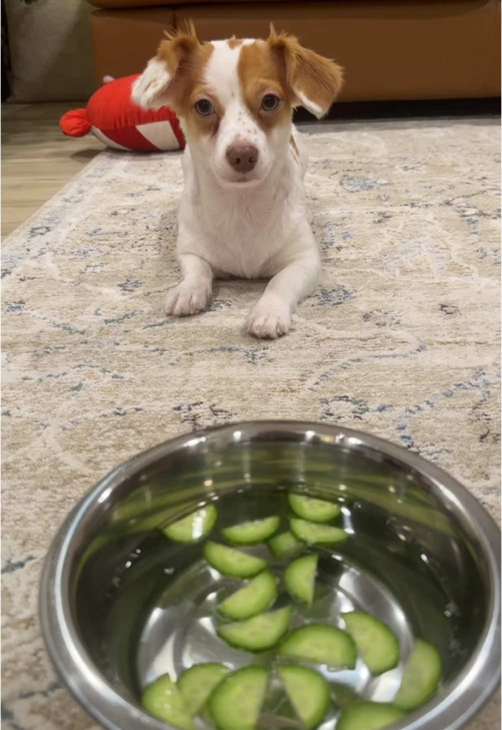 Phoebe bobbin for cucumbers cuz shes just a chill girl who like to chew on things 🥒🥒🥒🥒🥒🧍‍♀️#PetsOfTikTok #asmr #fyp 