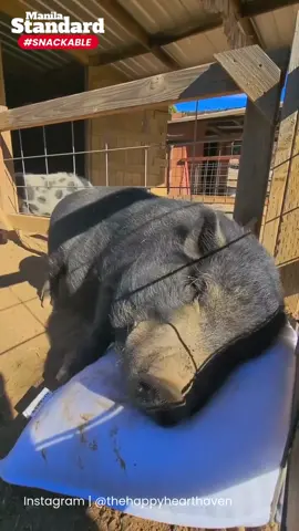 #MSSnackable | WHEN COMFORT IS LIFE 🐷 😂 Tapos na ang lahat: na-achieve na ni piggy ang perfect nap setup! 🐷😂 #PiggyDreams #PillowPiggy #BaboyVibes #FarmLifeCuteness #SquealingWithJoy #SoftAndSnouty #PigSnuggles #CuteAnimalMoments #AnimalLoverLife #FarmGoals