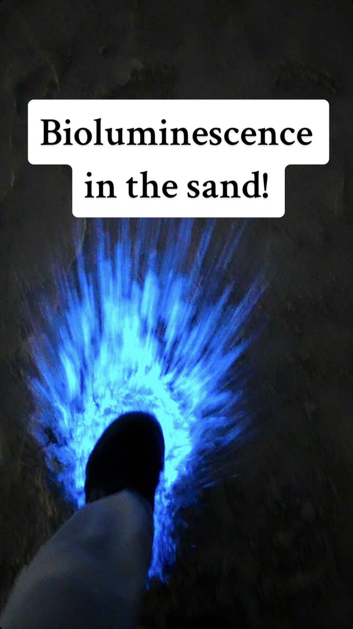 Here is some more footage of the bioluminescence that I filmed last week. It was so bright with every step I took in the sand!  📍Huntington Beach, CA - November 2024 #bioluminescence #glowing #sand #moana #california 