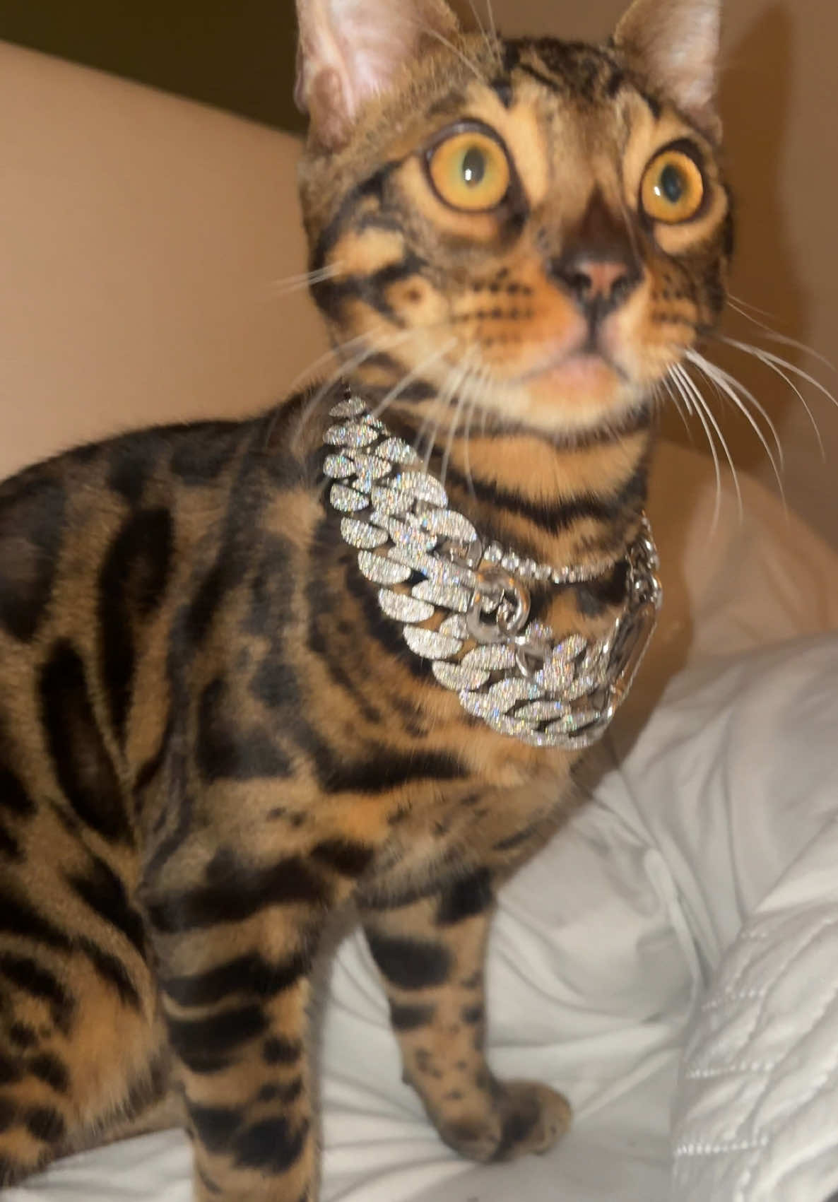 vvs cat #bengalcat #snowbengal #silverbengal #bengalkitten #fyppp