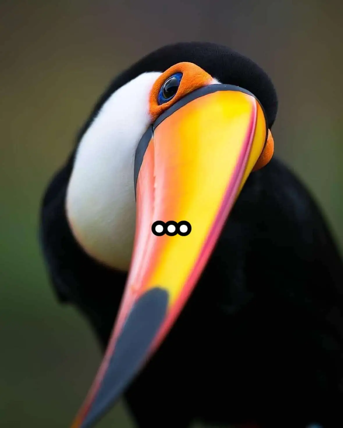 #bird #toucan #mystery #interesting #fyp 