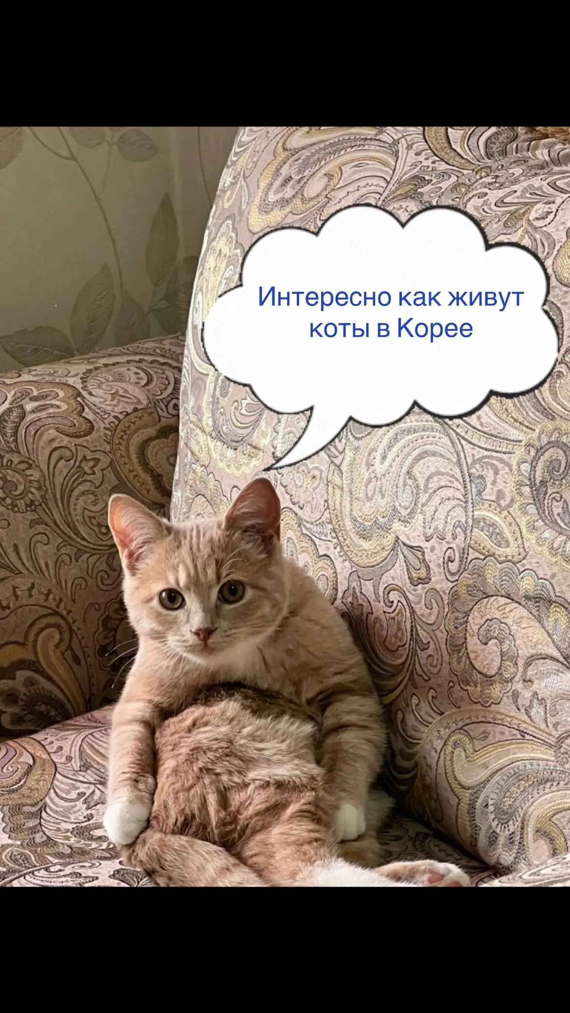 #котики#котыприколы#кот