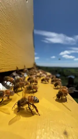 Bee colonies create their own private source of air conditioning! 🐝❄️ Bees fan their wings like this for several reasons, including to help regulate the temperature and keep the brood nest at around 32-35°C (89.6-95°F) 🐝❄️ #beefact