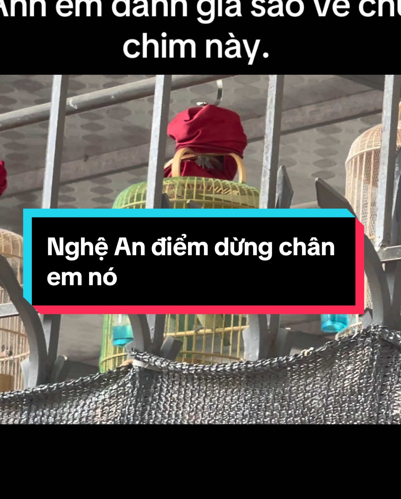 Nghệ An gọi tên em#xhuong #chimcanh #chimcanhvietnam #TruongChimThanhXoan #khuyenliuchoe #khuyenliu #yeuthichchimvanhkhuyen #chimvanhkhuyen1407 #khuyenthidau #xh #chimvanhkhuyen 