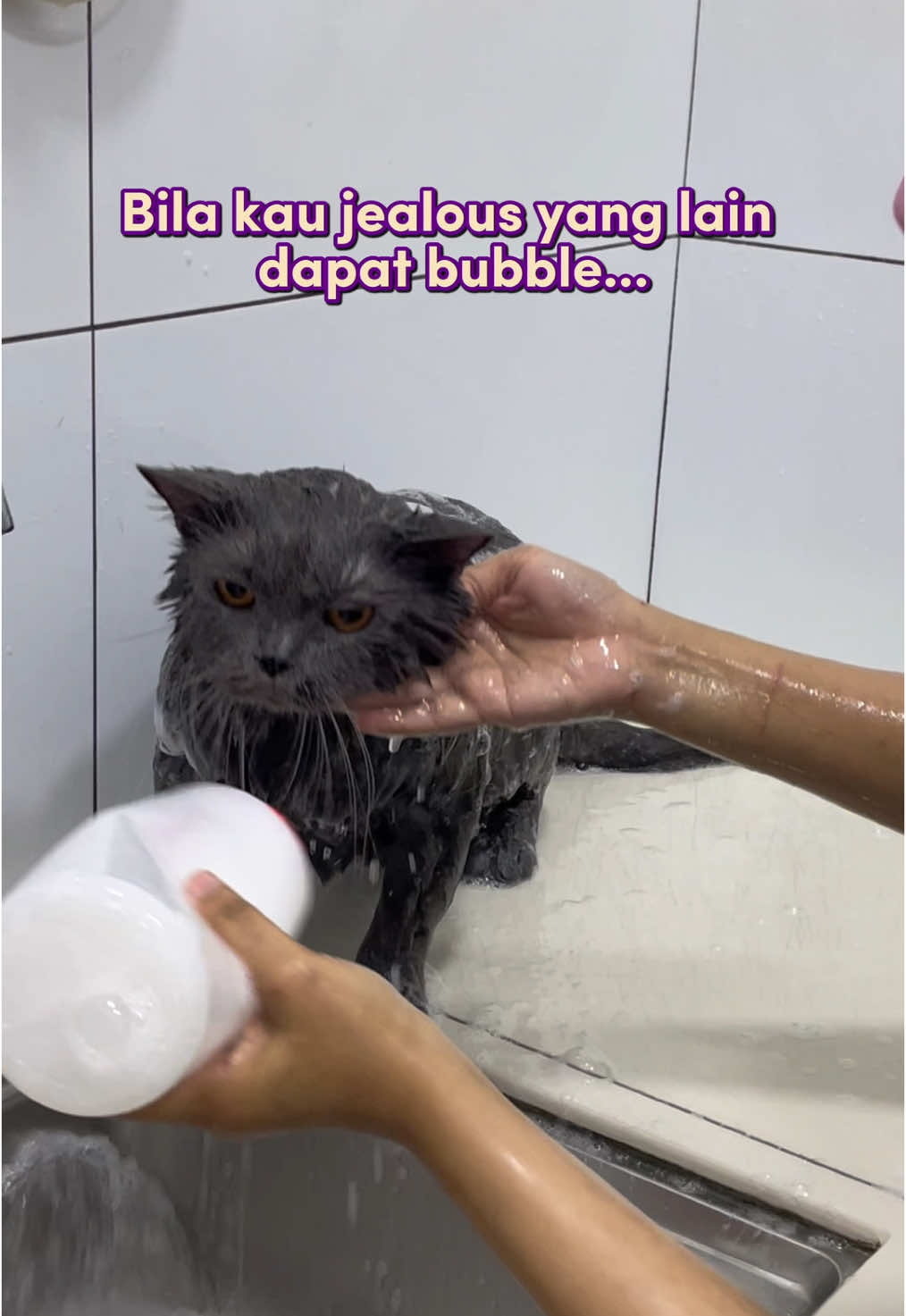 Ingatkan diam sebab apa..🤣 #shampoomandikucing #shampoocatswell #shampookucing #groomingkucing 