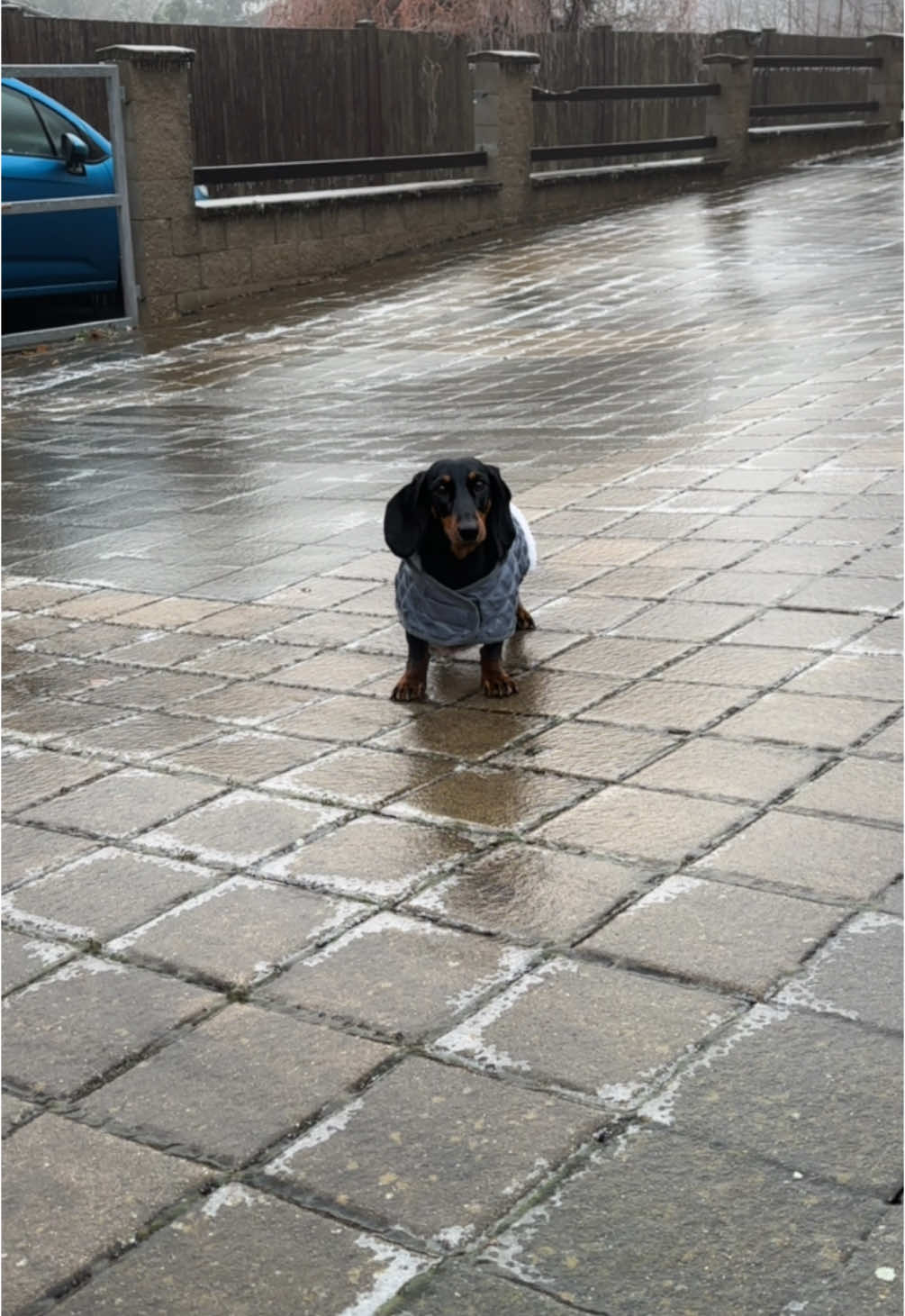 i konverzace byla 🤣❤️❤️ #boruvkajezevcik #foryou #sausagedog #foryoupage❤️❤️ #dachshund #IceSkating #ice #myfavorite #forupage #mygirl #fyp #fypシ゚ #funnytiktok #dogsoftiktok #czech #moments #skating #dogskating 