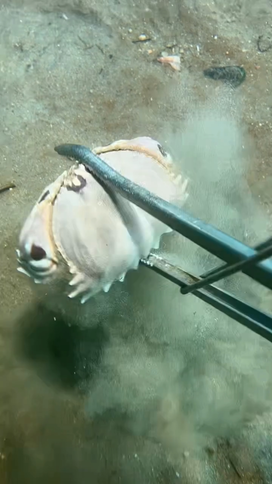 I caught a lot of crabs and some flashing nine-segment shrimps while fishing on the seabed. #diving #crab #seafood #shrimp