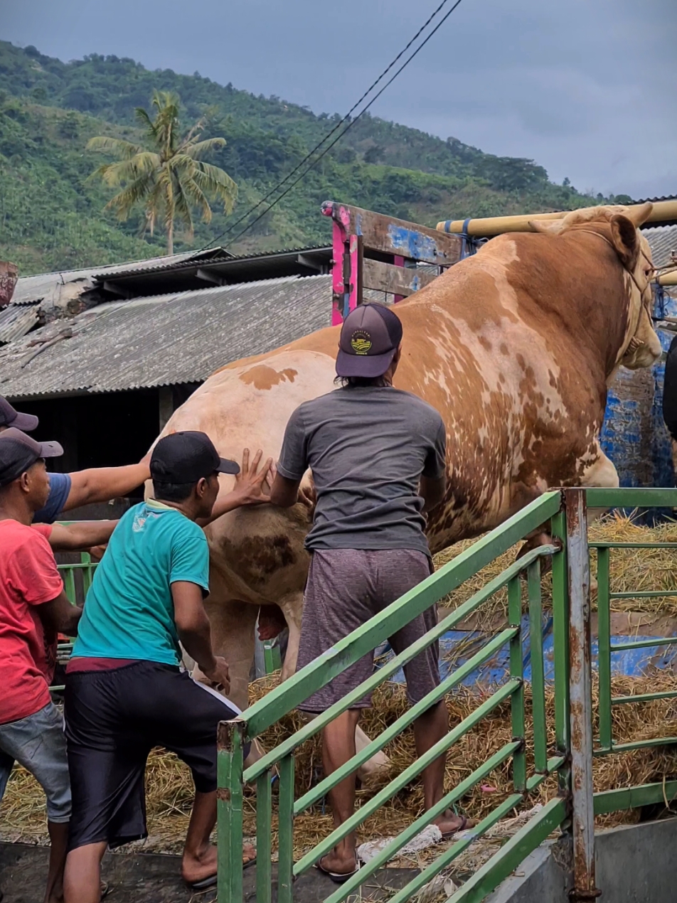 Selalu tenang bersama Bos Importir muda PT Bulls Indo Pratama (BIP), menuju kandang Cikampek Jawa Barat