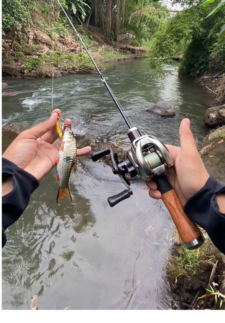 mancing ikan hampala di sore hari asik #AndalanMancing #mancingkuy #fypシ #mancingasik #spotmancing #mancingikan #castingfishing🎣 #mancingmaniamantap🐟🎣 #hampala #baitcasting #mancingliar 