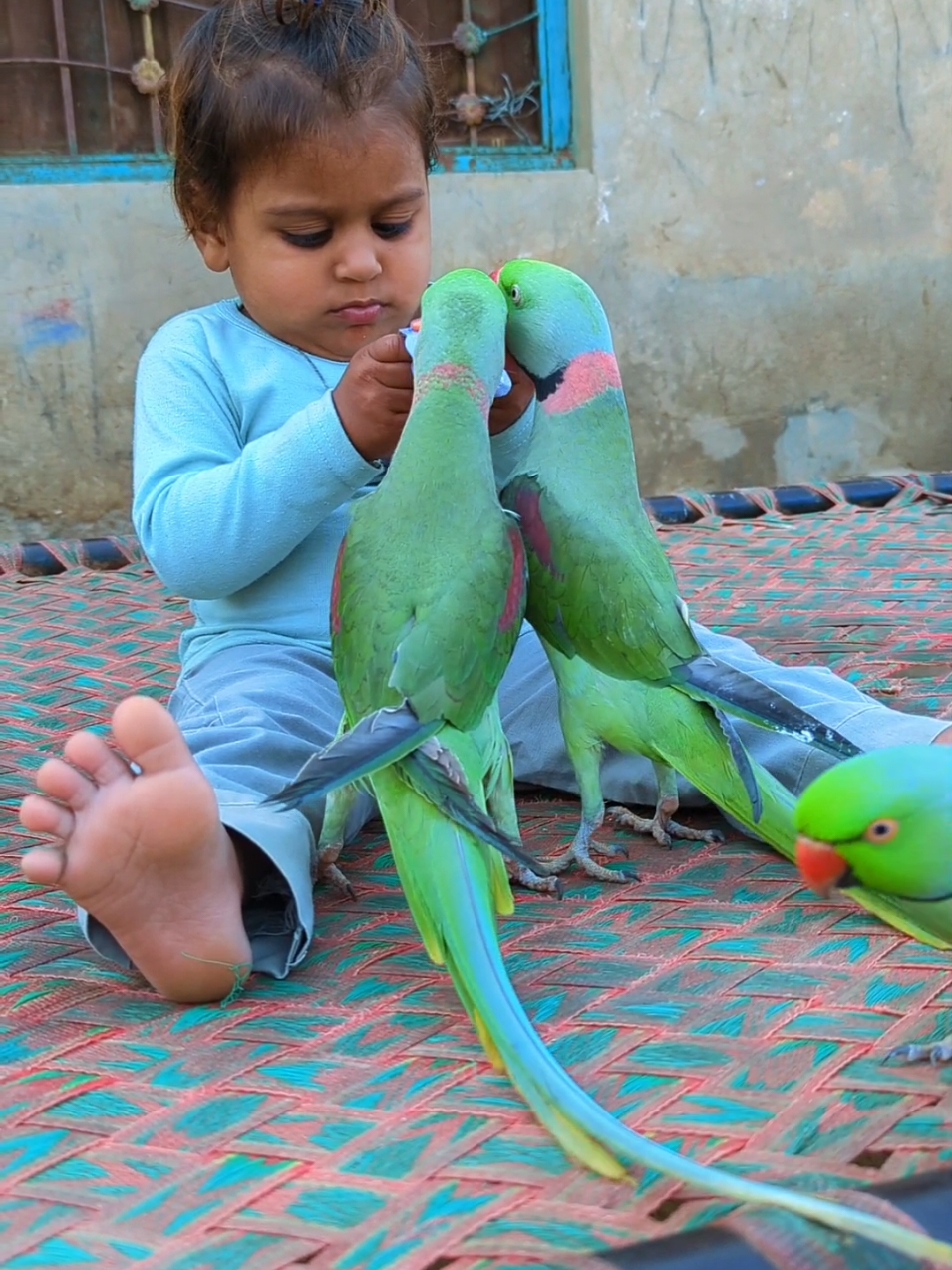 cute baby parrot cute eliza cute parrot 