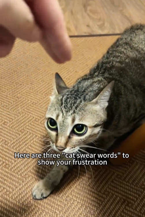 #catsoftiktok #cat #meme #catslovers #cattips #catfunny 