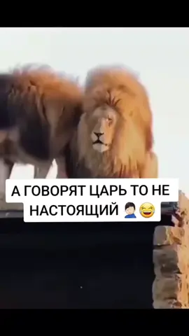 Clip from В МИРЕ ЖИВОТНЫХ#животные 