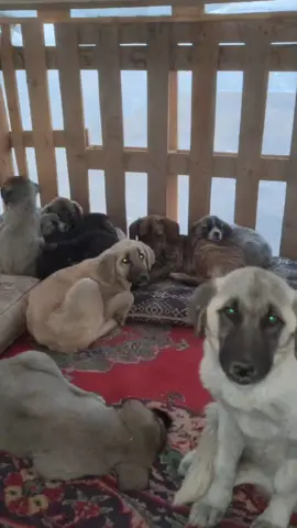 yavru köpeklere el birliği ile kulübe yaptık