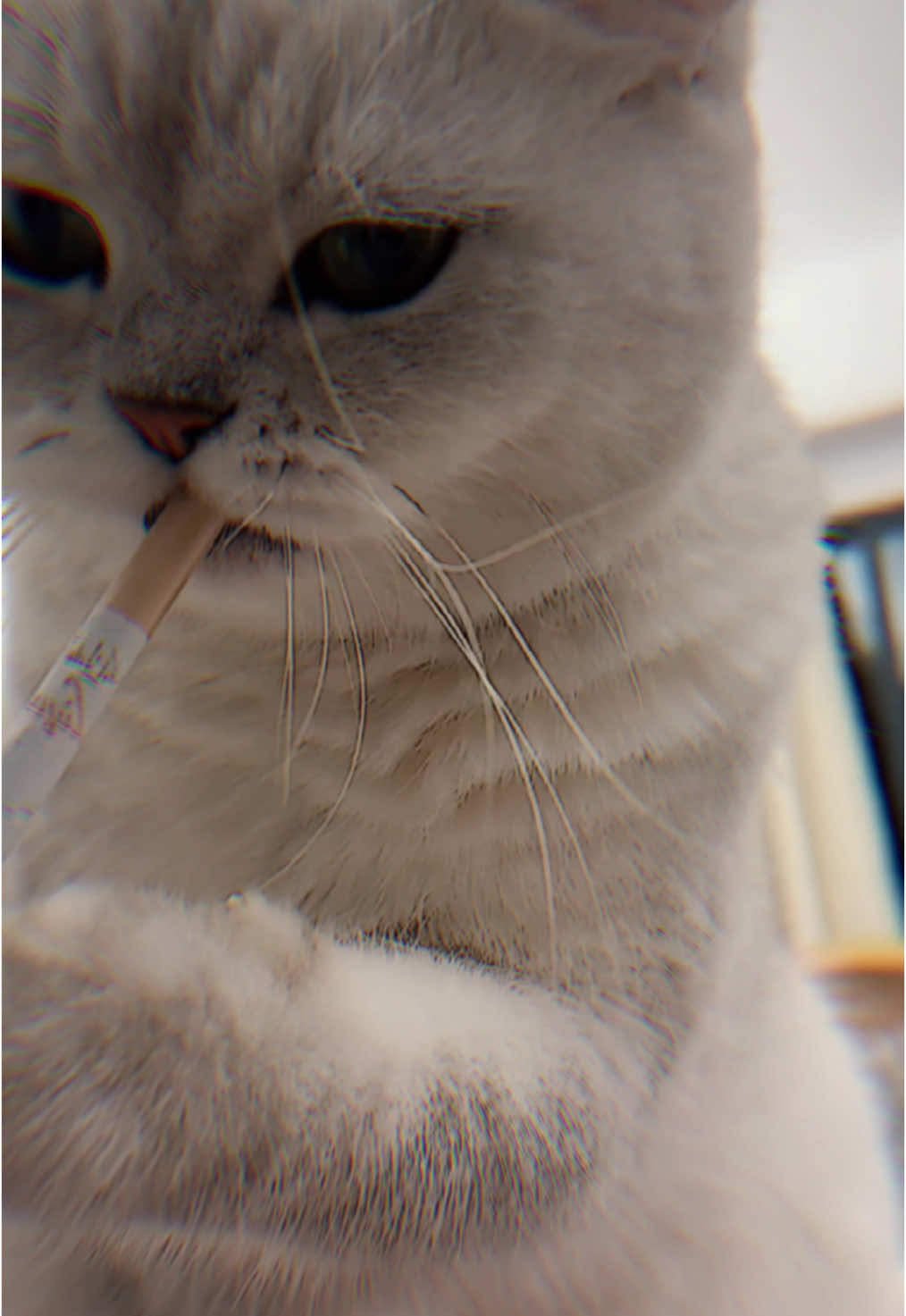 Cool bet dah 🥰 #kucinglucu #kucingtiktok #kucing #kucingku #kucinggemoy #kucingnyimut #anabul 