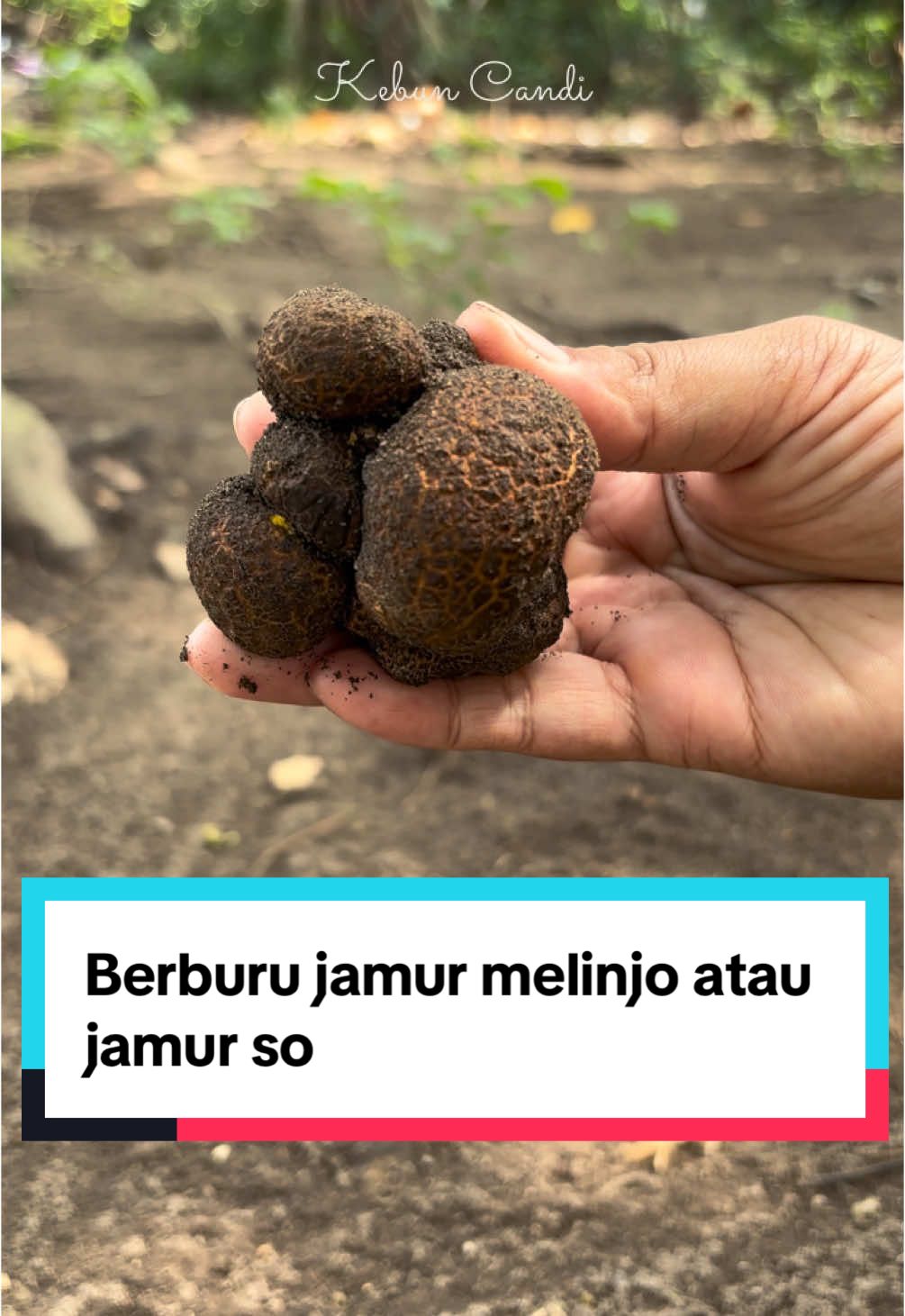 Berburu jamur so atau jamur melinjo yuk…siapa yang pernah coba? #berkebundirumahaja #meramban #berkebun #growyourfood #kebunorganik #ayomenanam #garden #gardening #homegrown #growsomethinggreen #kebun #homegarden 