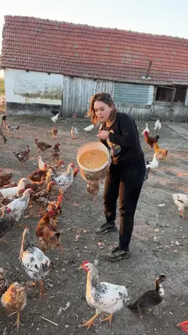What is it about village life that takes root in the heart, tugging with an earthy, immutable force? Here, in the Romanian countryside, life unfurls with an elemental simplicity—an unhurried tempo that pulses with the rhythm of days unspooling as they have for centuries. Morning breaks, and the first light is greeted by a choir of honks, clucks, and gobbles—a rural symphony that might seem quaint to an outsider but sings like a psalm to those attuned to its cadence. The geese, resplendent in their feathered grandeur, waddle freely alongside chickens, ducks, and turkeys, all mingling in harmonious disarray, while a few wandering pigs root joyfully in the open fields stretching toward the horizon. As the caretaker of these creatures, one holds a central role in this tableau, wielding a well-worn caldron, overflowing with feed—a medley of grains and foraged greens, scooped and poured with precision honed over years. Here, the animals dine communally, a curious egalitarian gathering of wings and hooves around the shared feast, their pecking and snuffling punctuated by contented clucks and snorts. It’s a scene that’s both humble and enduringly poetic, an echo of a way of life that values cycles, seasons, and the palpable, unvarnished realities of land and labor. There’s nothing contrived here, only the raw, tactile life of creatures meeting their daily sustenance. And beyond the barnyard lies the open countryside—a vast, amber-tinged expanse of stubbled fields that radiate outward, breathing space and solitude. Here, pastures and sky seem to meet in whispered conspiracies, drawing one’s gaze to the quiet grandeur of rural Romania. Who among us hasn’t felt, even just once, the pull of this pastoral sanctum? The timeless wonder of life attuned to the land, stripped of noise and artifice, waits here for those willing to listen. Video by @Farcas Vivi  [Village Life, Romanian Countryside, Rural Traditions, Farm Animals, Geese, Chickens, Turkeys, Animal Feeding, Bucolic Scenes, Open Fields, Rural Romania, Simple Living, Agrarian Lifestyle, Heritage Farming, Traditional Ways] #romania #travel #countryside #villagelife #ruralromania #simpleliving #traditional