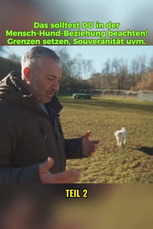 Teil 2. Das solltest DU in der Mensch-Hund-Beziehung beachten! 🤗 Grenzen setzen, Souveränität uvm. #hundeliebe #hund #hunde #andreasohligschläger #dog 