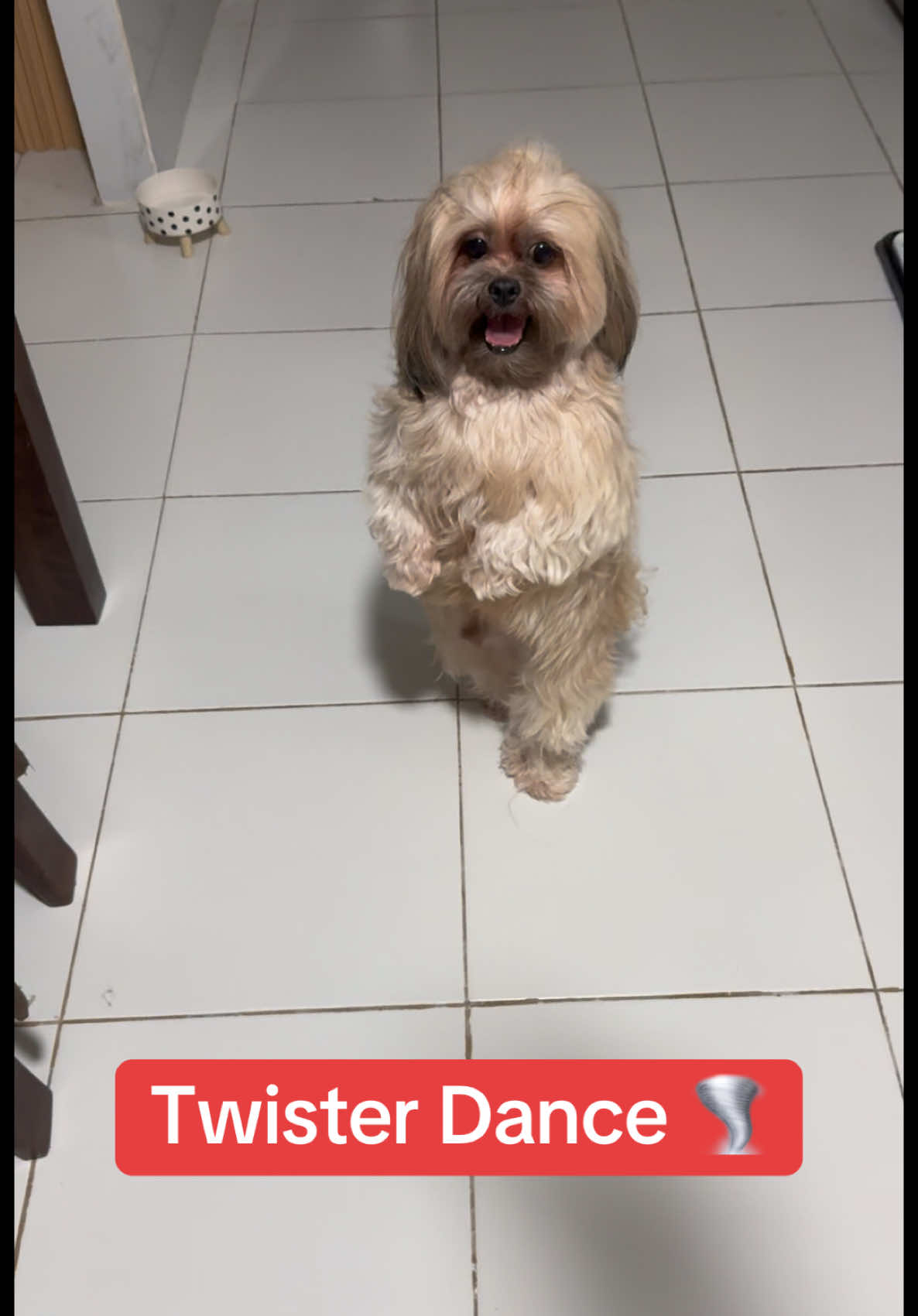 Goomie nyo mukhang masarap ang ulam kanina at nasa mood mag sayaw 🌪️ #dogsoftiktok #shihtzusoftiktok #dance #twister #tornado #cute #dancingdog #spinning 