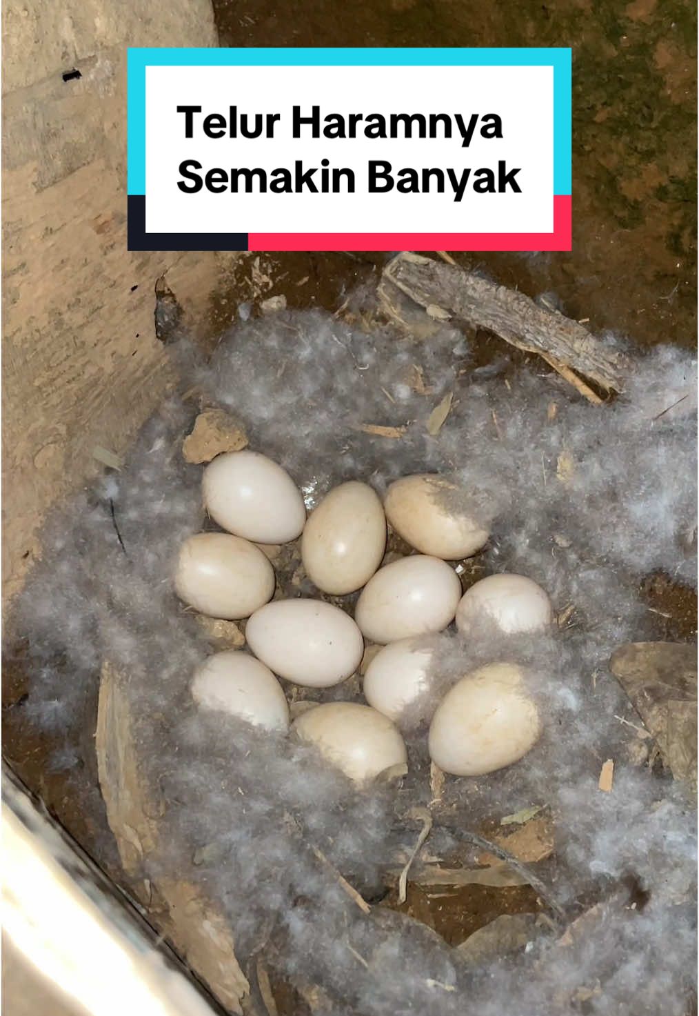 Telur haramnya udah rilis lagi #hewanpeliharaan #ayam 