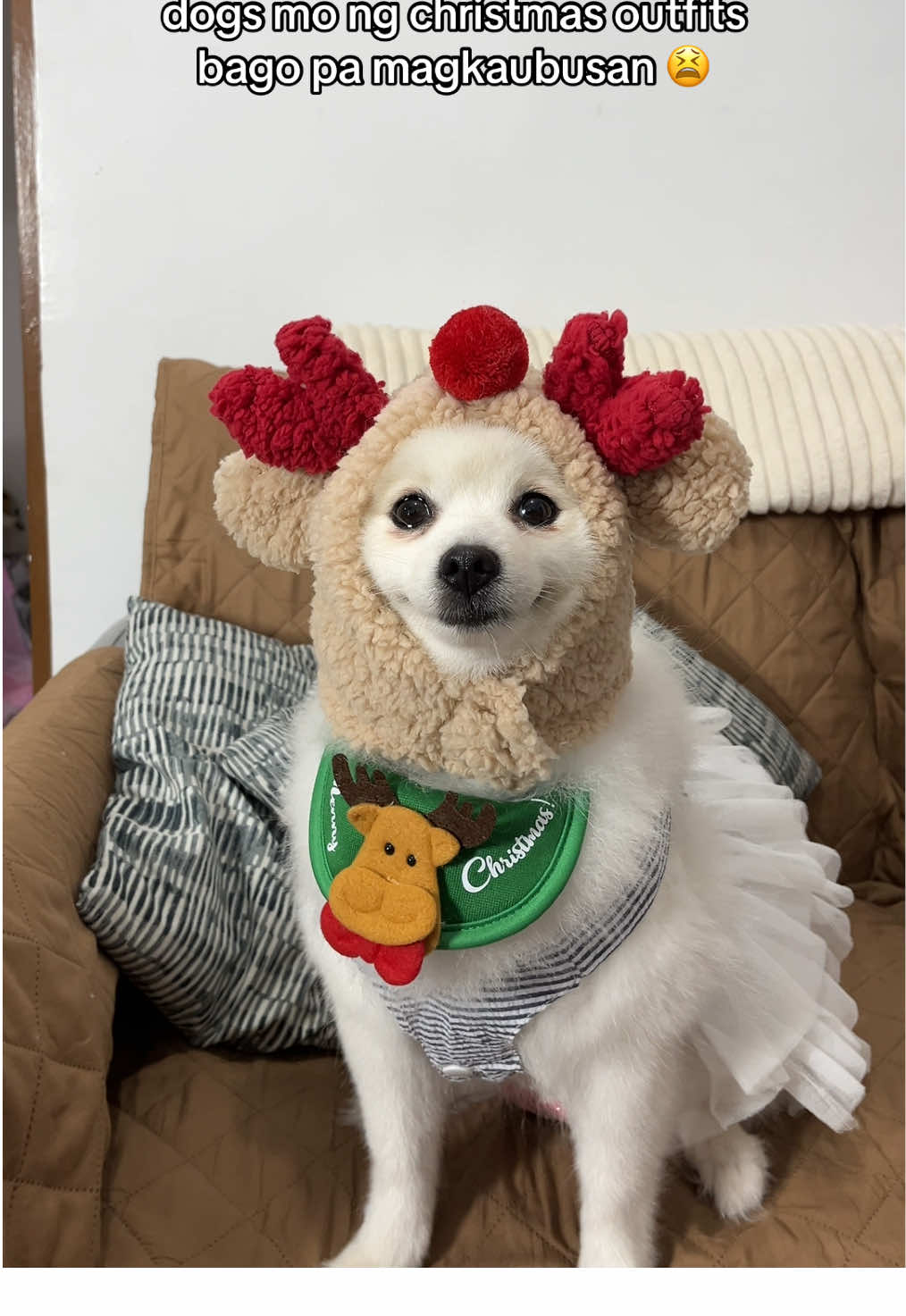 may christmas outfits na din ba dogs nyo #dogsoftiktok #pomeraniandogs #dogclothes #petclothes #christmasoutfitideas #dogchristmas 