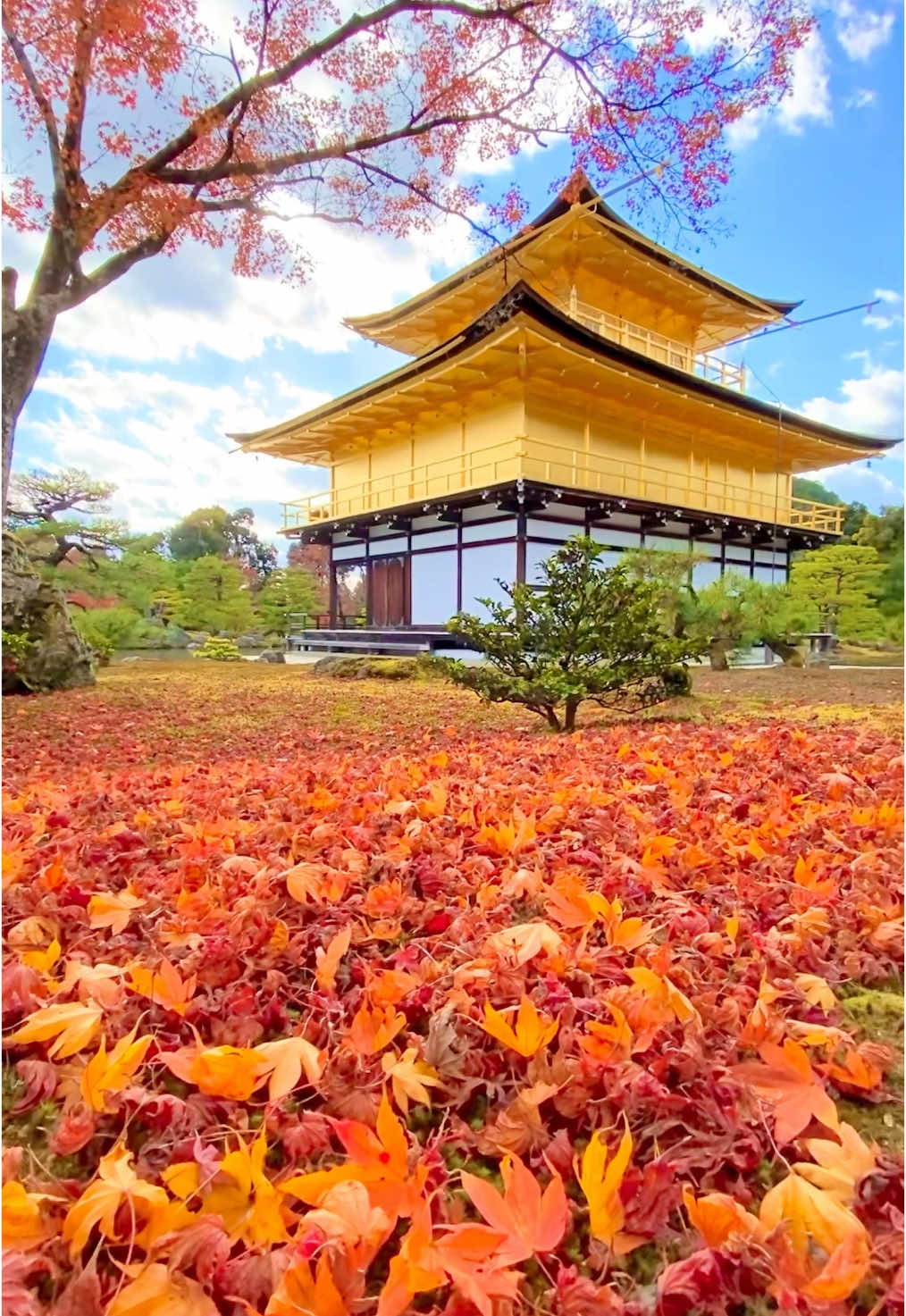 秋の京都。金閣寺。 #京都観光 #京都 #kyoto 