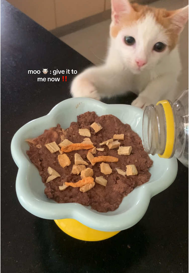 another meal time vlog by moo! watch him eat again 😹 featuring @Luscious Philippines all natural BARF organic pet treats! 😋  #catsoftiktok #cats #kittensoftiktok #kittens #lusciousrecipe #lusciousrecipeofficial #healthydogtreats #petlove #alwaysthehealthieralternative #pureingredients #treats #freezedried #toppers #fyp  